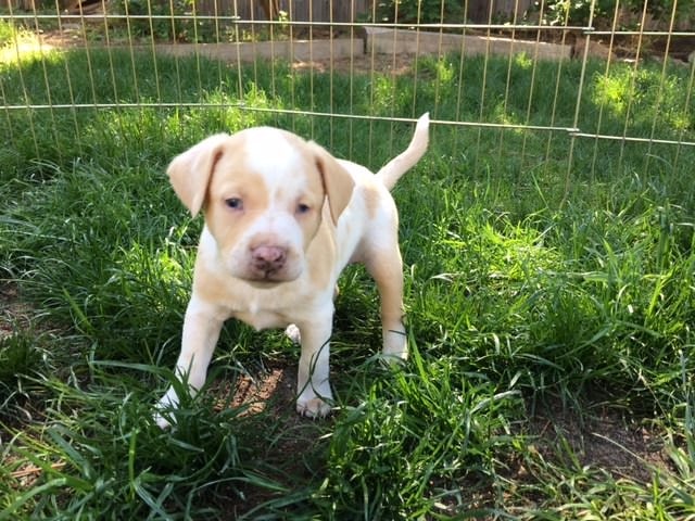 a puppy dog is standing in the grass