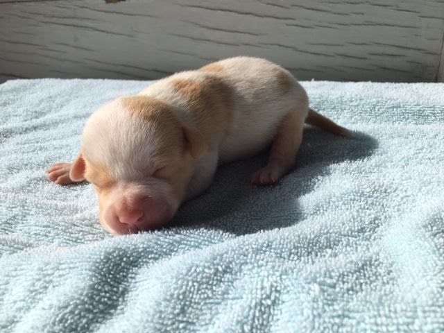 a puppy dog lies on a blanket