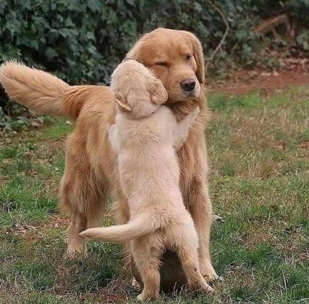 a puppy hugs a dog in a meadow