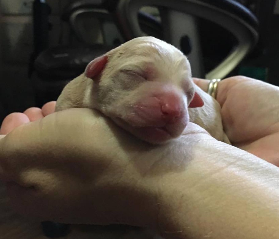 a puppy in the hands of a man