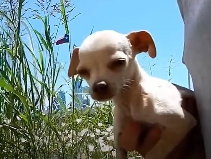 a puppy in the hands of a woman