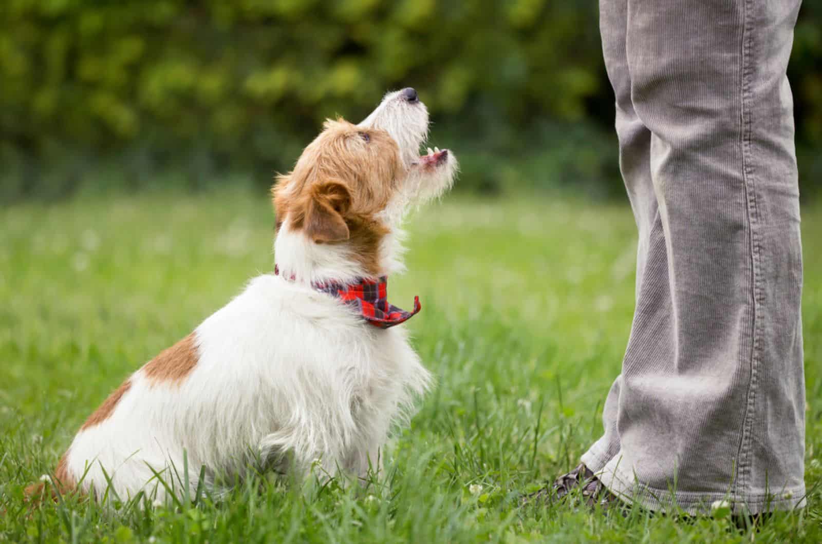 a puppy sitting in the grass and playing with owner