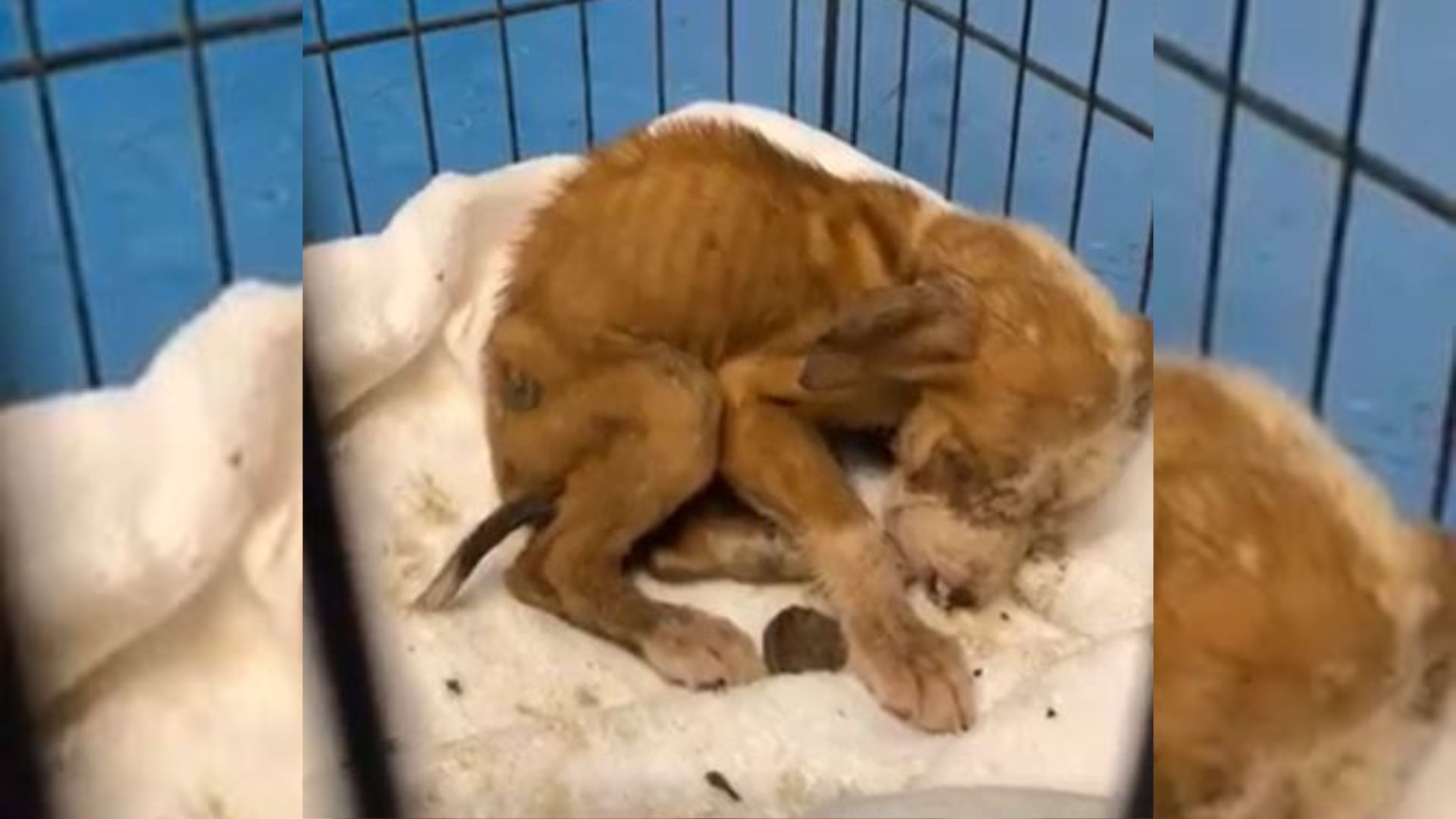 Abandoned Puppy Who Was Living In A Box Has An Amazing Transformation