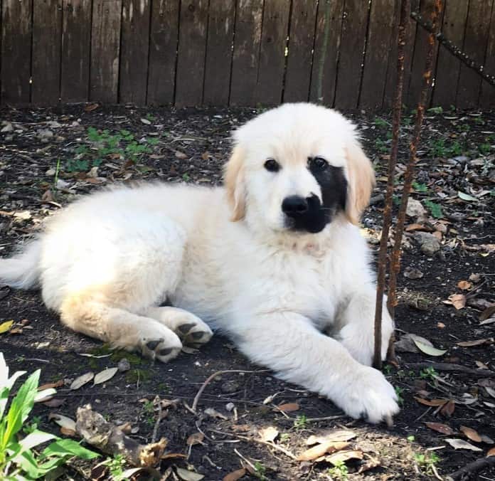 a puppy with a genetic mutation lies on the ground