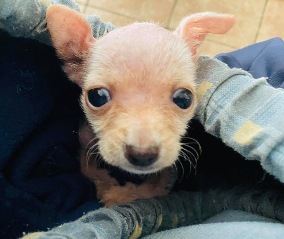 a puppy with big black eyes on a man's lap