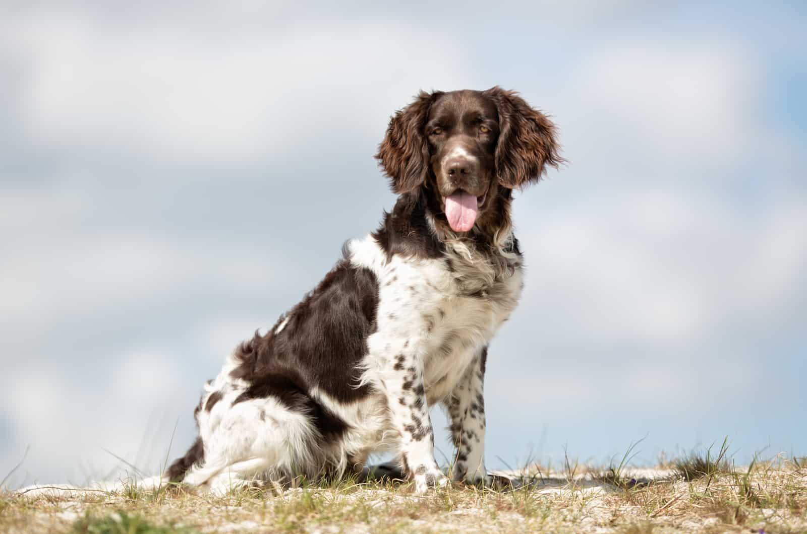 A purebred Kleiner Munsterlander dog without leash