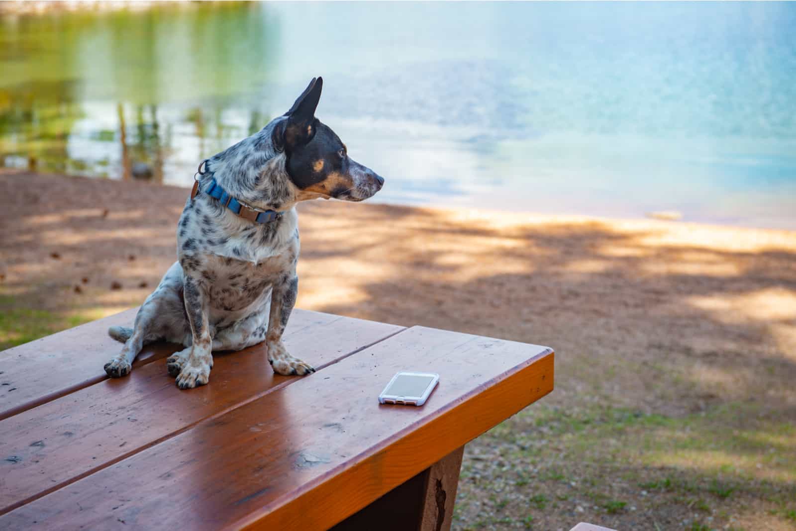 A Quick Guide To Cowboy Corgis: Your Questions Answered