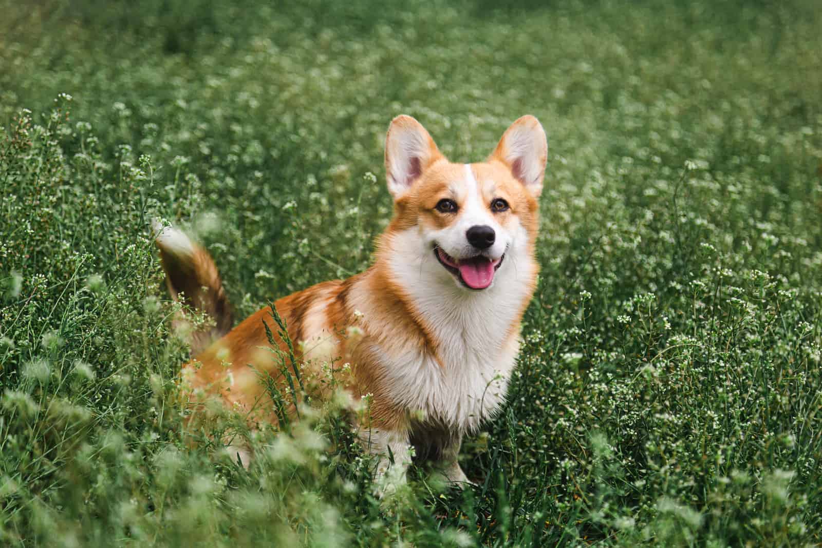 a red corgi sitting in the grass