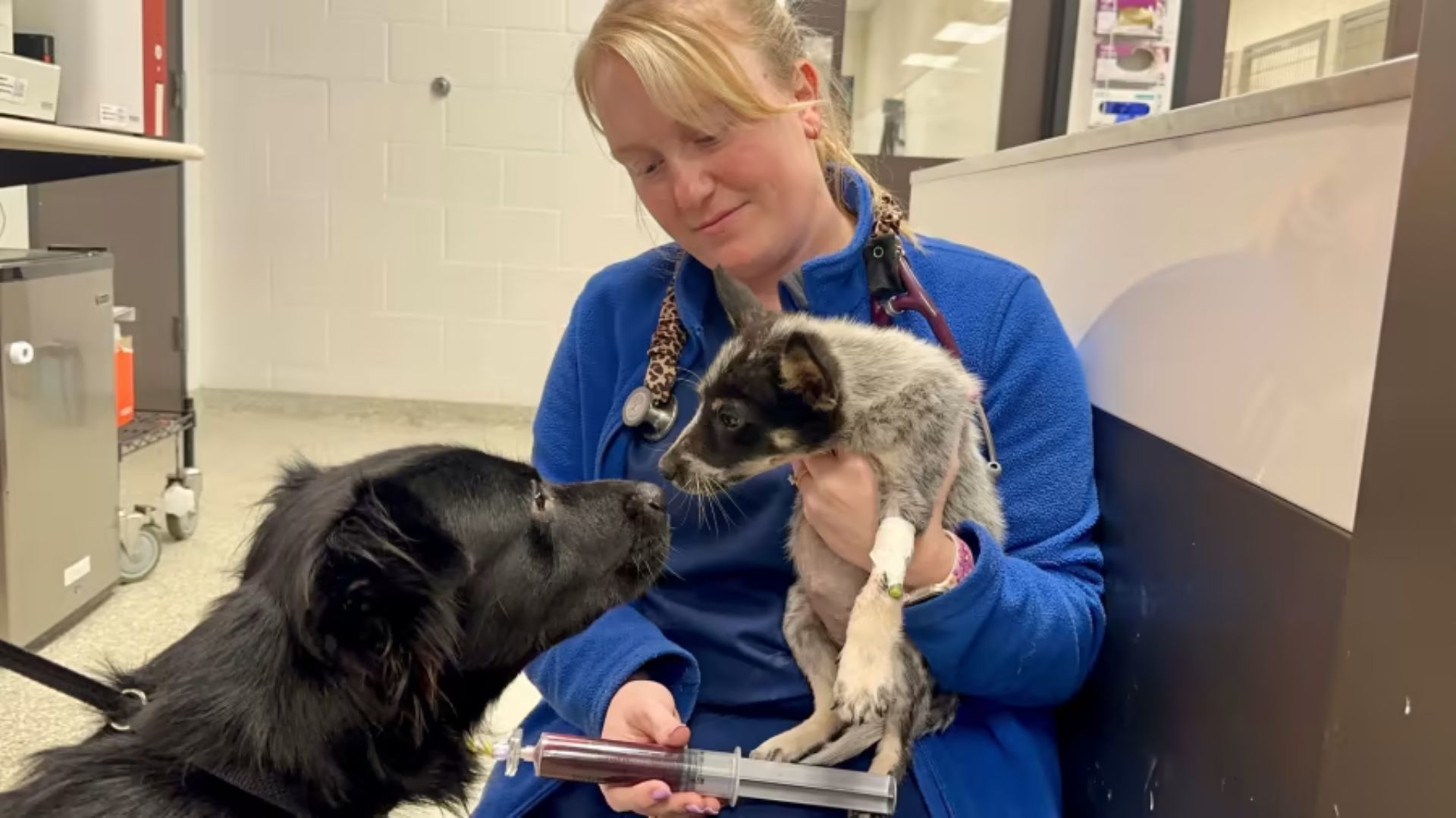 A Rescue Dog Saves Another Puppy’s Life With His ‘Gift Of Blood’