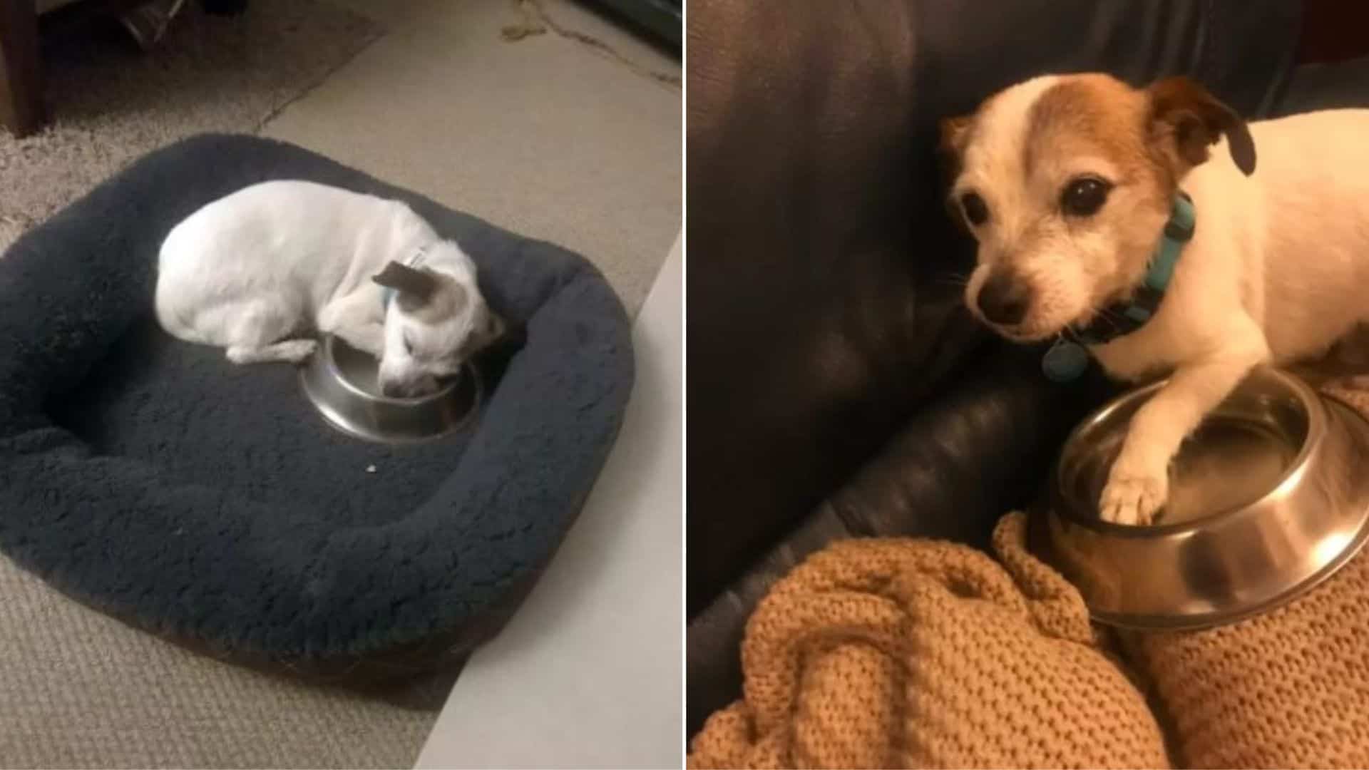 Watch This Rescue Pup Adopt A Food Bowl As His New Favorite Thing 