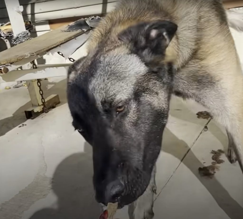 a rescued dog eats food from a woman's hand