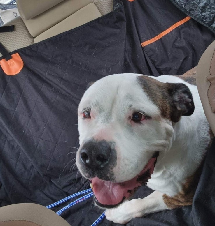 a rescued dog from the shelter looks at the camera and laughs