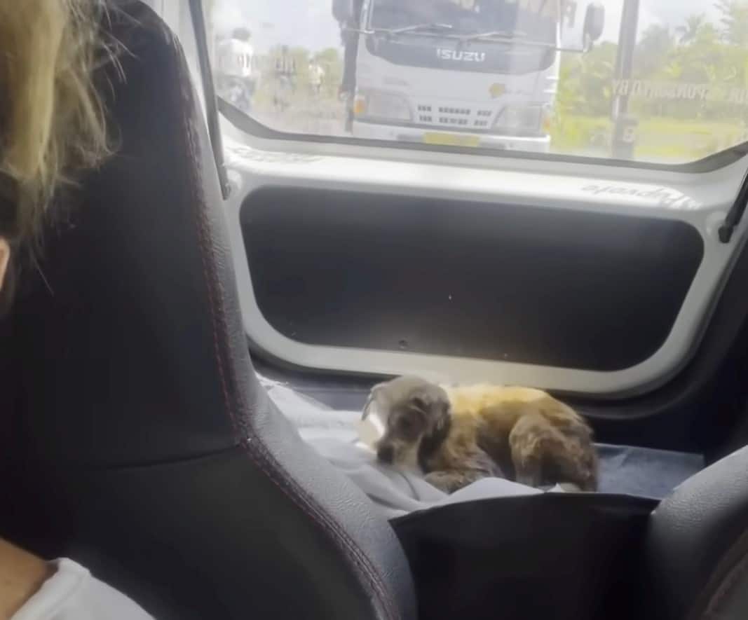 a rescued dog in the trunk of a car