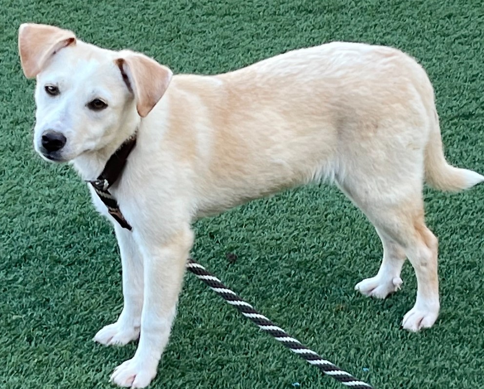 a rescued dog on a green background