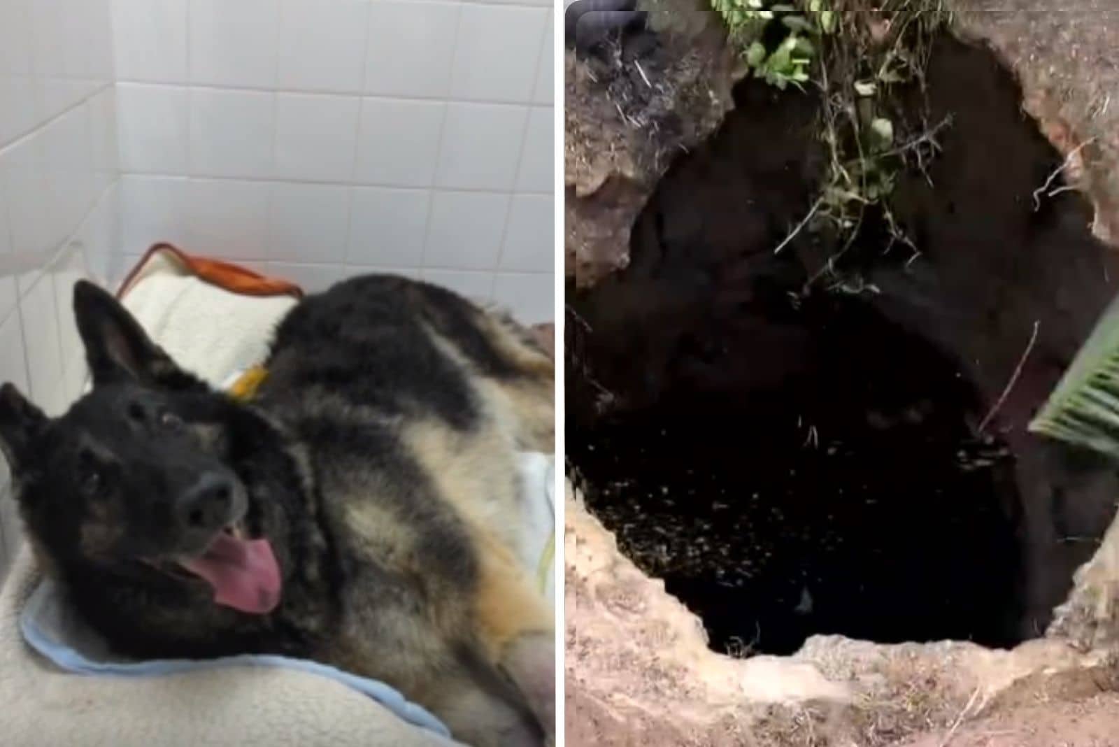 A Retired K9 German Shepherd Rescued Successfully From A 40-Foot Deep Hole