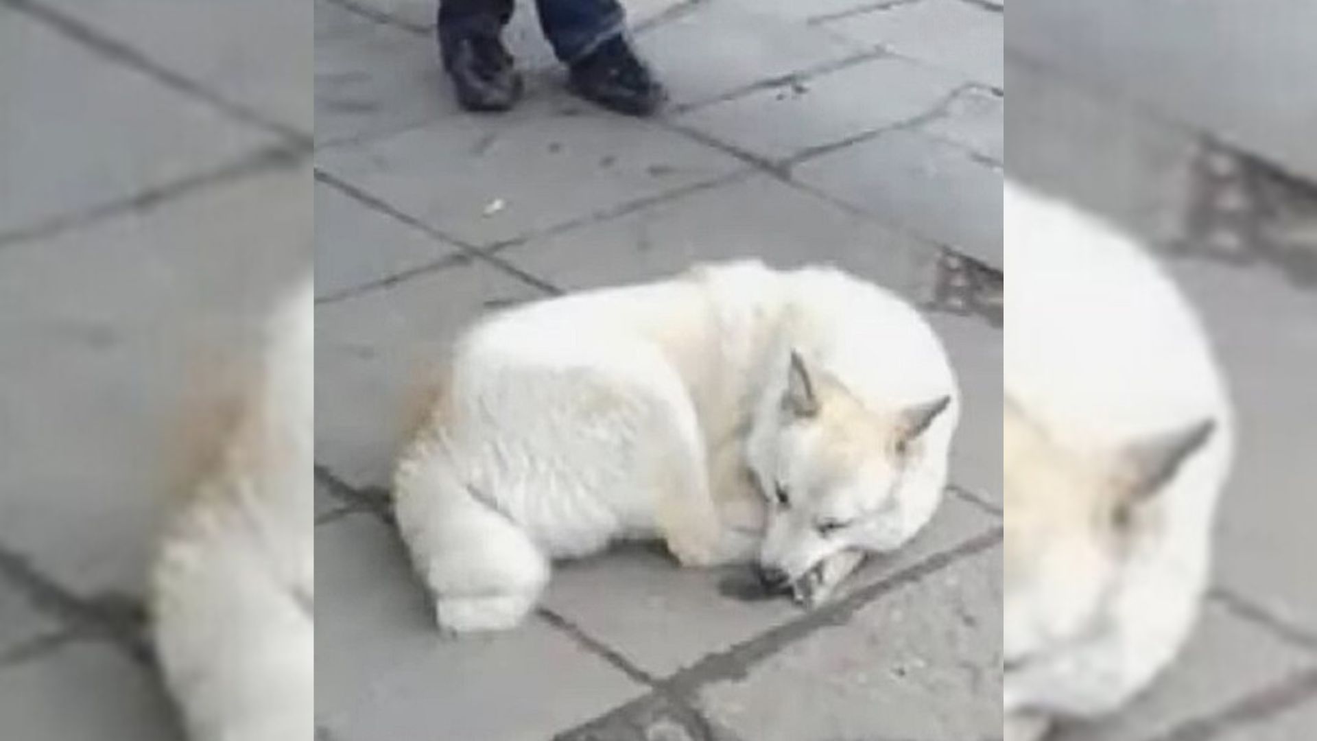 Heartbroken Dog Spends Days On A Bus Station Waiting For His Owners To Return For Him