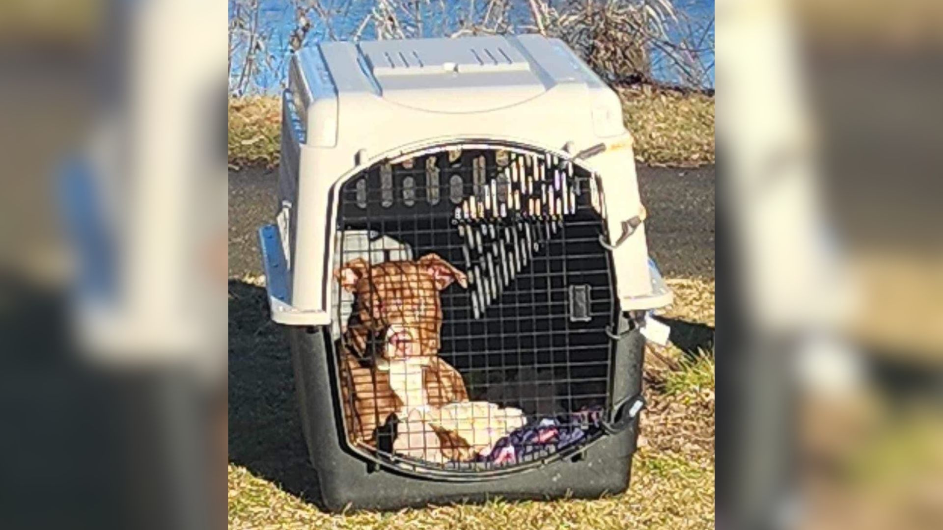 Confused Pup Abandoned By The River With All His Belongings Found A Family Who Saw His True Worth