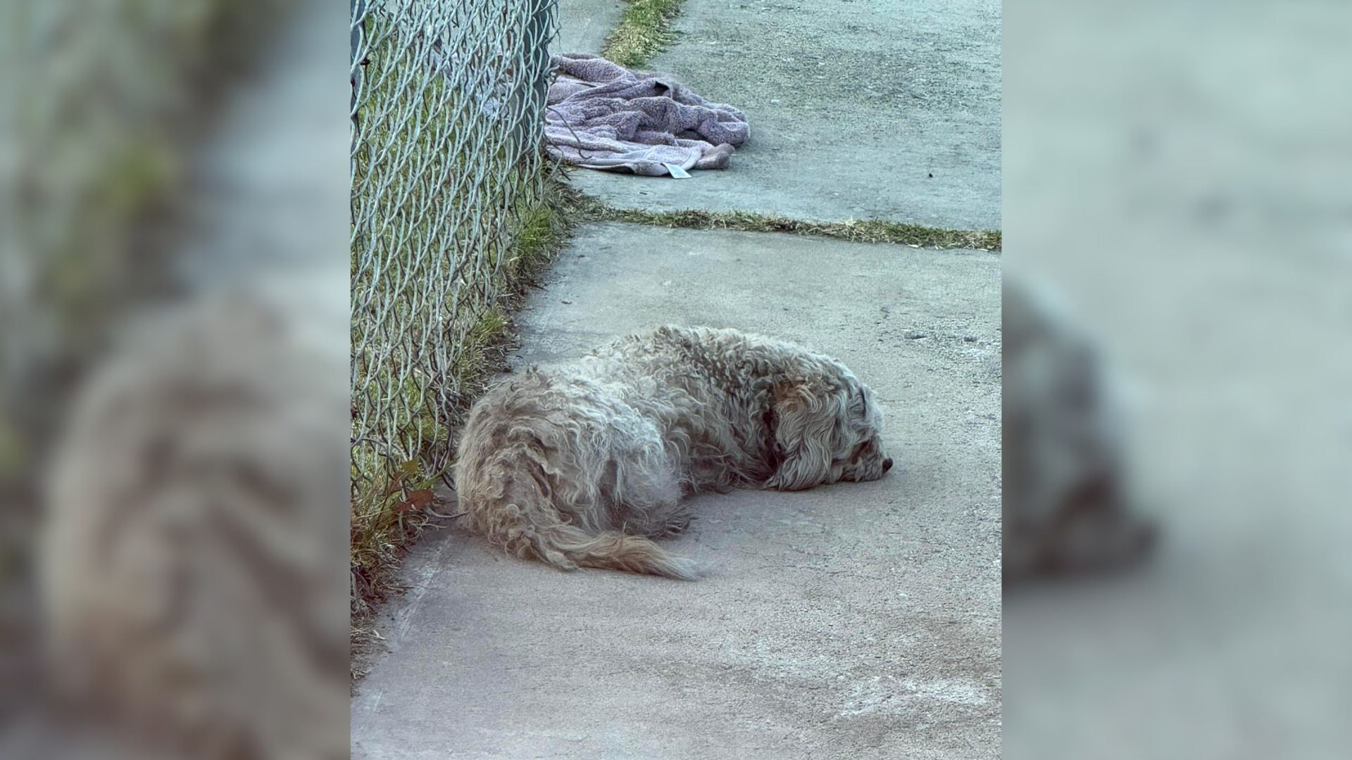 A Sad And Frightened Pup Who Was Hopelessly Lying At The Same Spot For Days Feels Safe Again