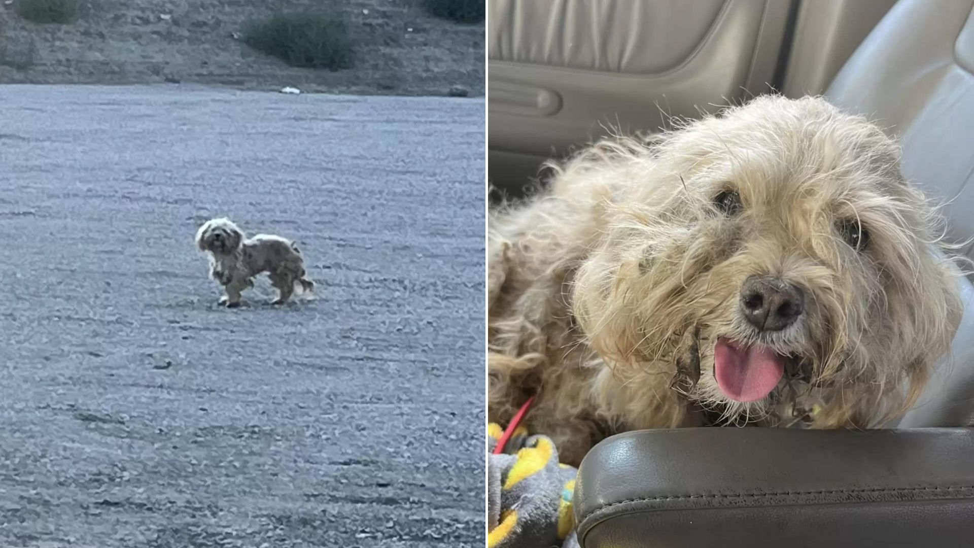 This Scared And Hopeless Dog Finally Got A New Chance After Being Rescued