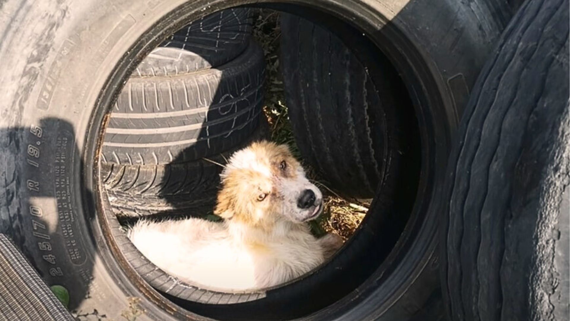 Man Finds A Shocking Surprise Curled Up Between Car Tires Near A Gas Station