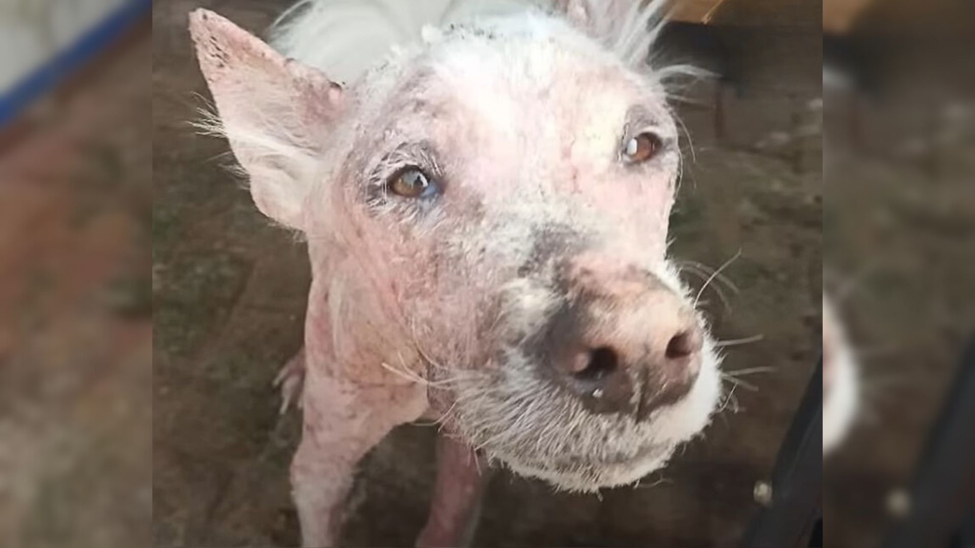 Witness How This Hairless And Malnourished Dog Made The Most Remarkable Transformation Ever