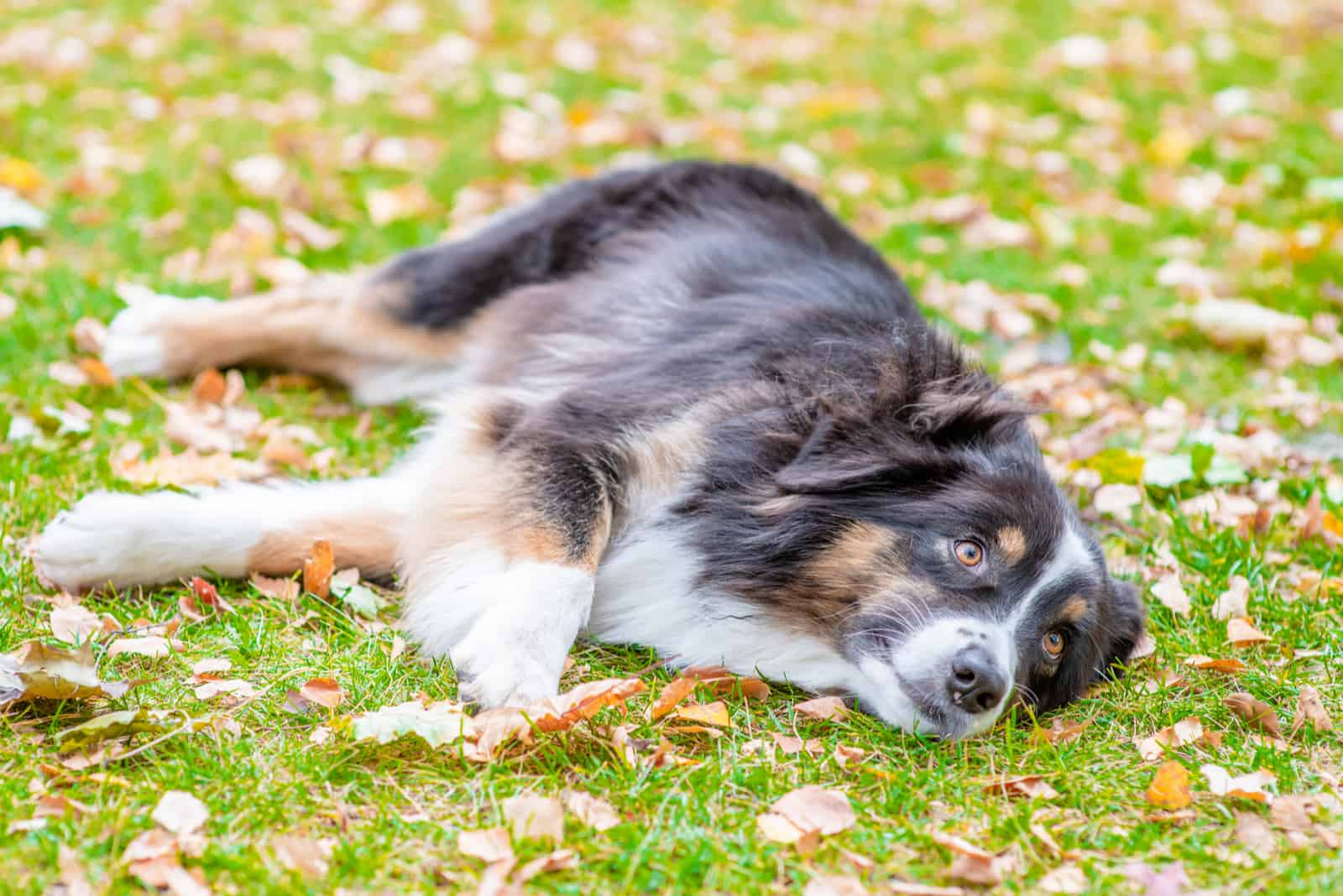 a sad Australian Shepherd lies in a meadow