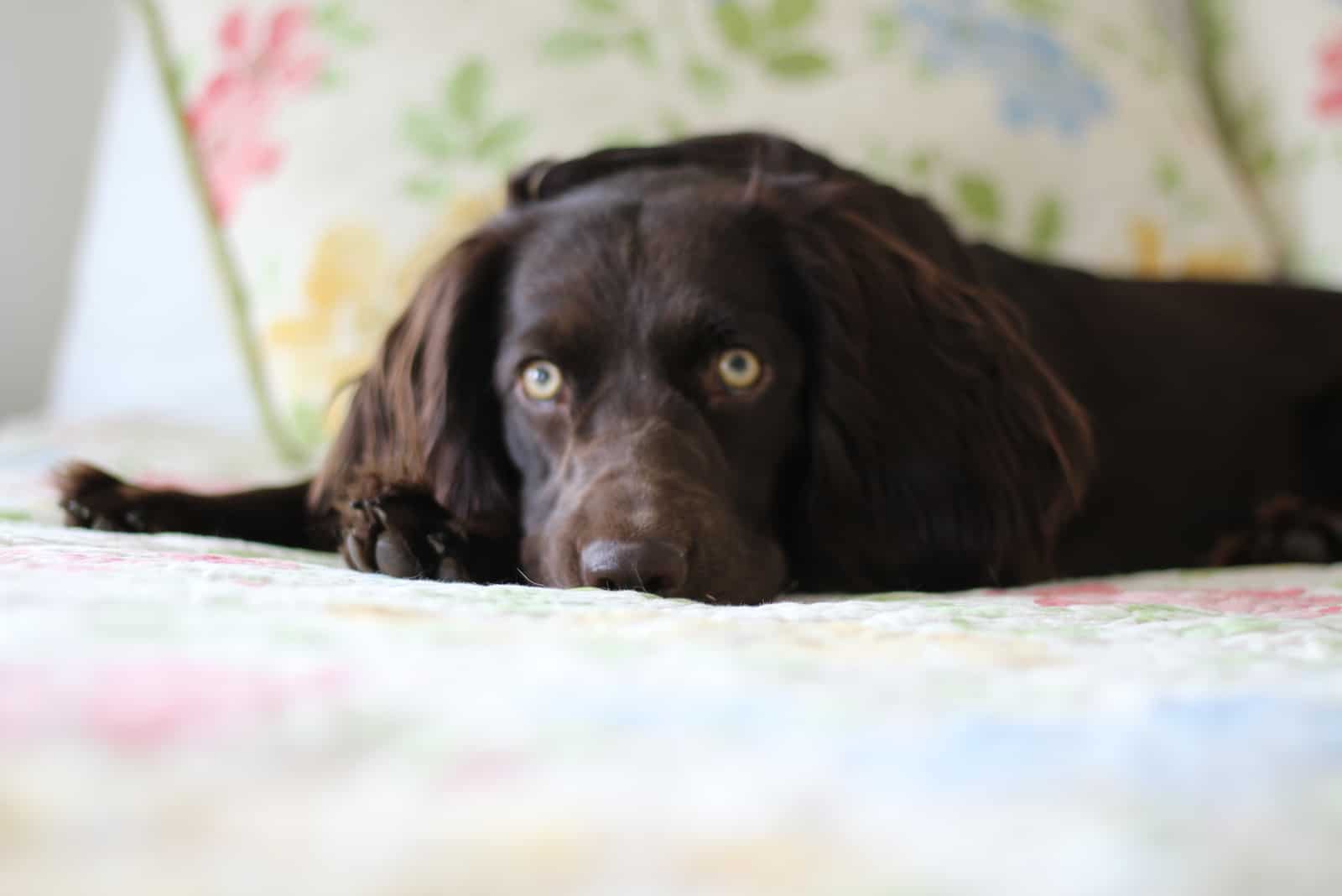 a sad Boykin Spaniel lies in bed