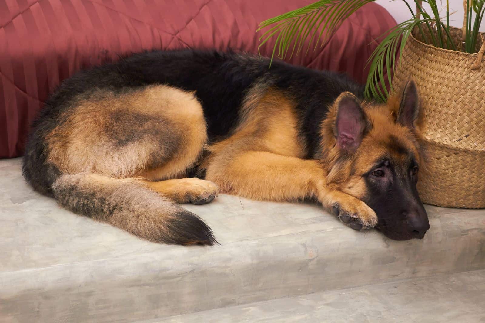 a sad dog is lying on the couch