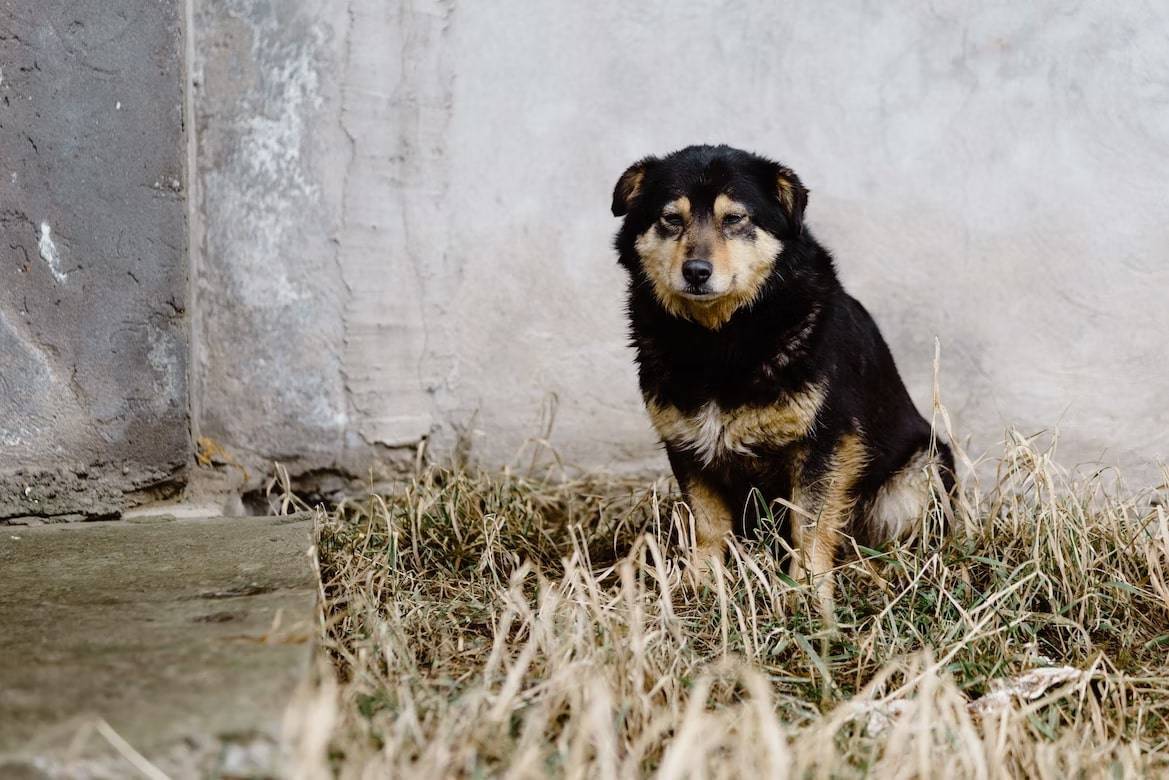 a sad dog is sitting on the grass