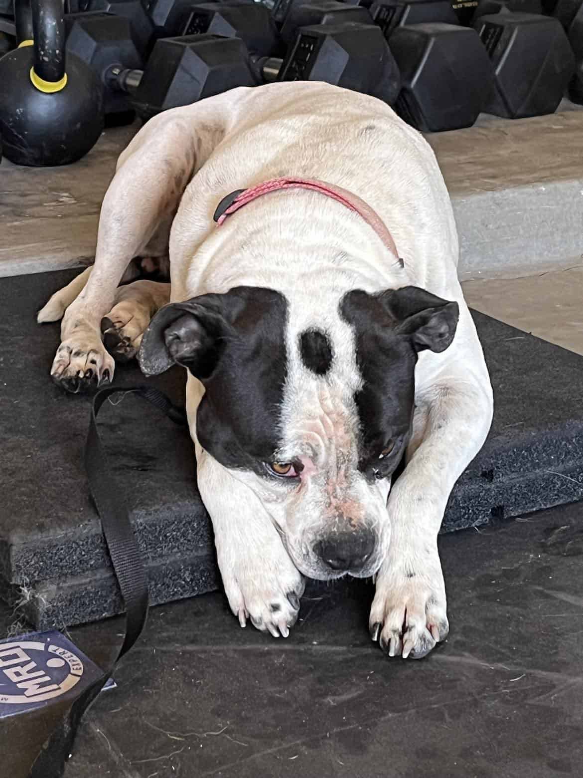 a sad dog lies on the sidewalks