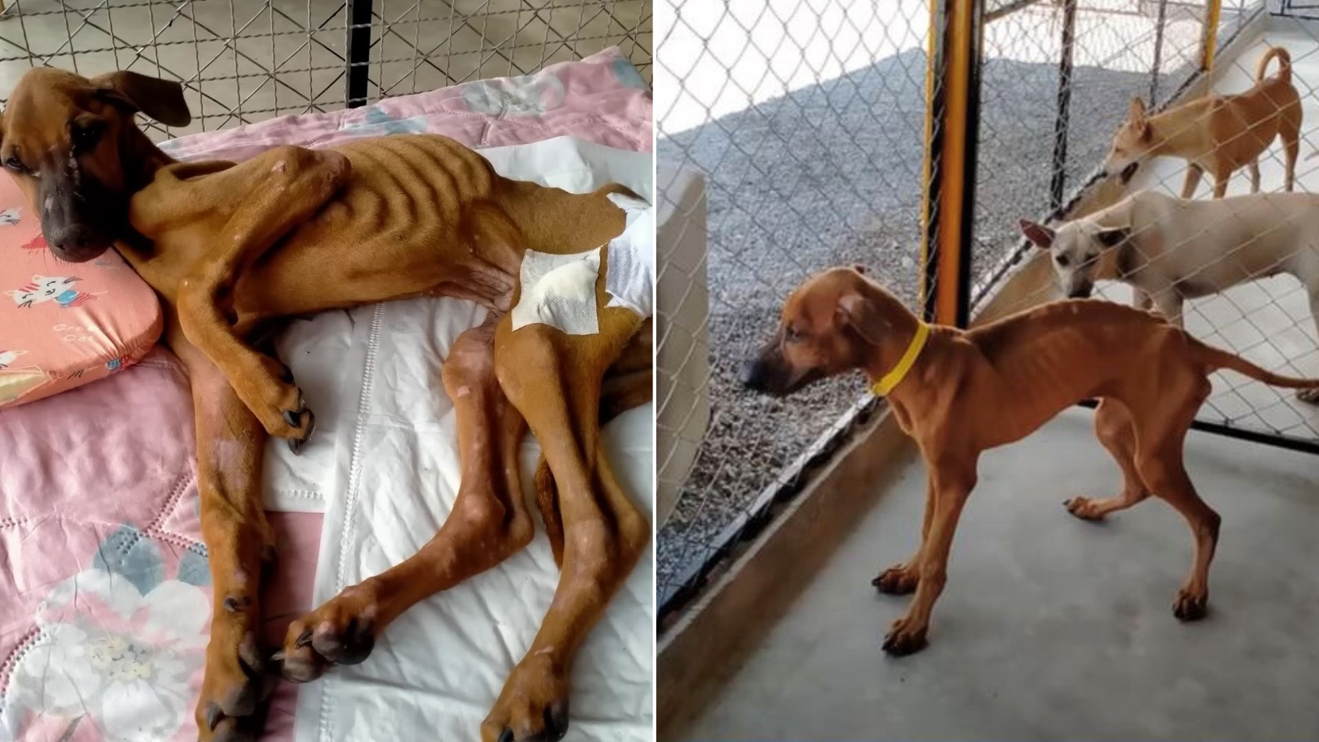 Dog Was Drinking Rain Water In Order To Survive But Then Everything Changed One Day