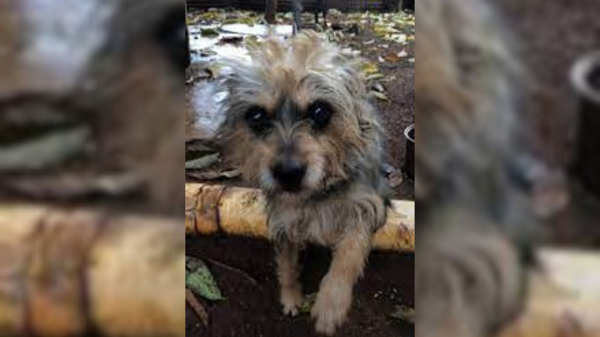 A Sad Dog Who Spent His Life Chained Up Now Enjoys Running On The Beach