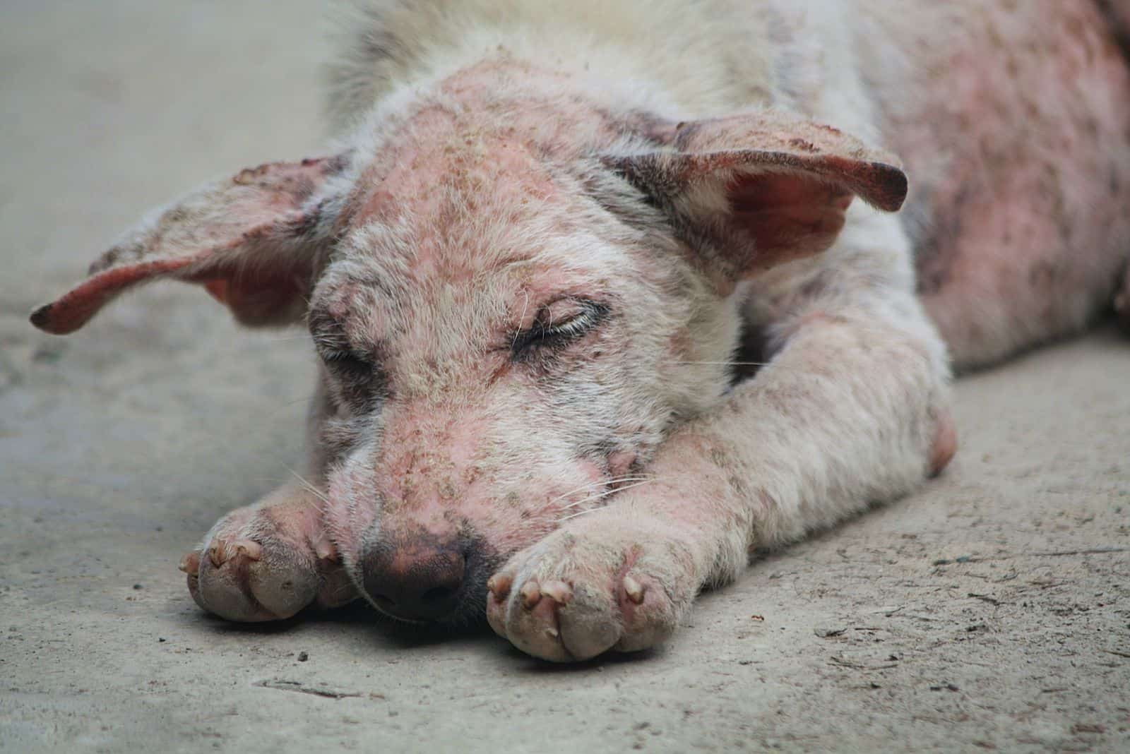 a sad dog with mange lies on the pavement