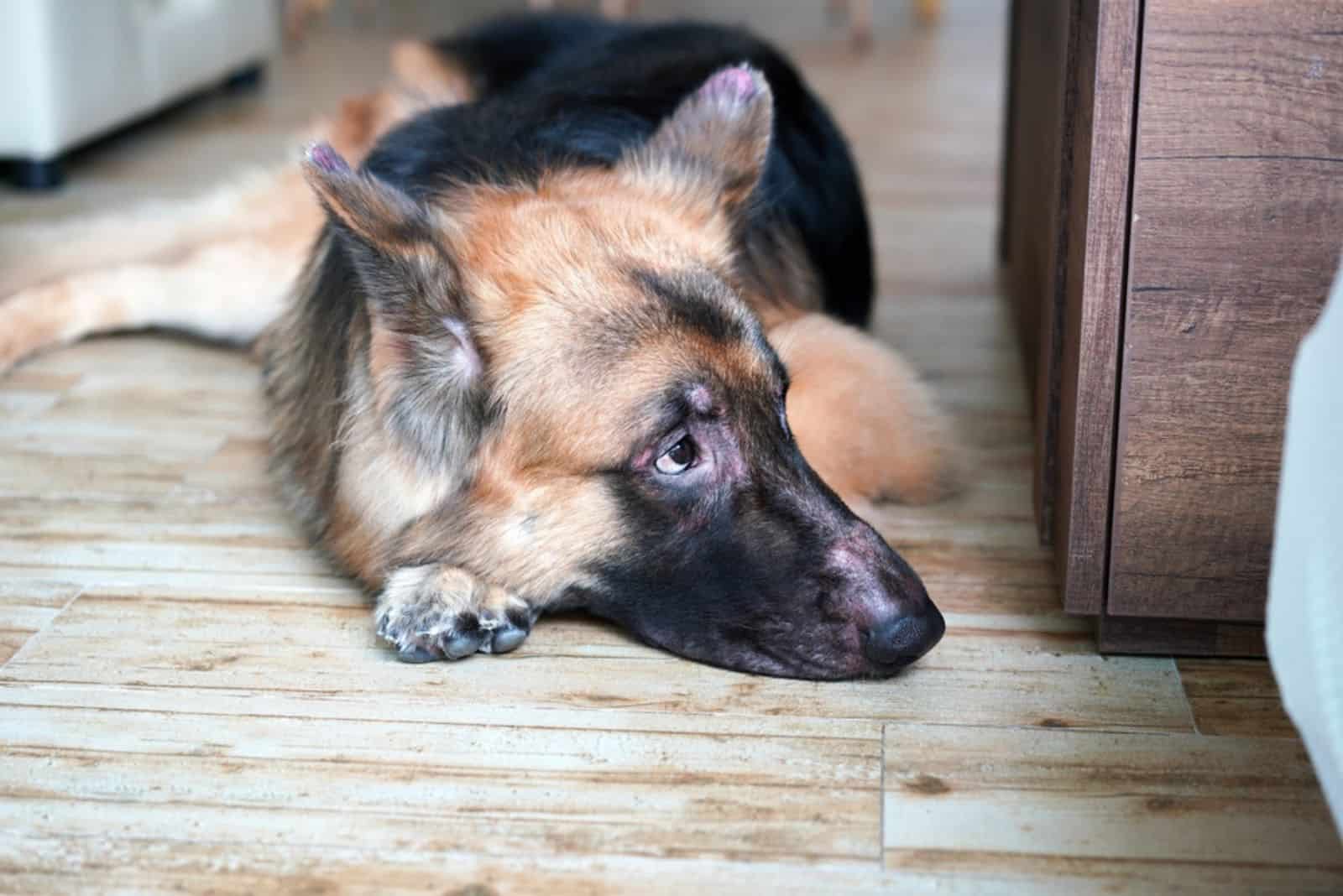 a sad german shepherd is lying on the laminate