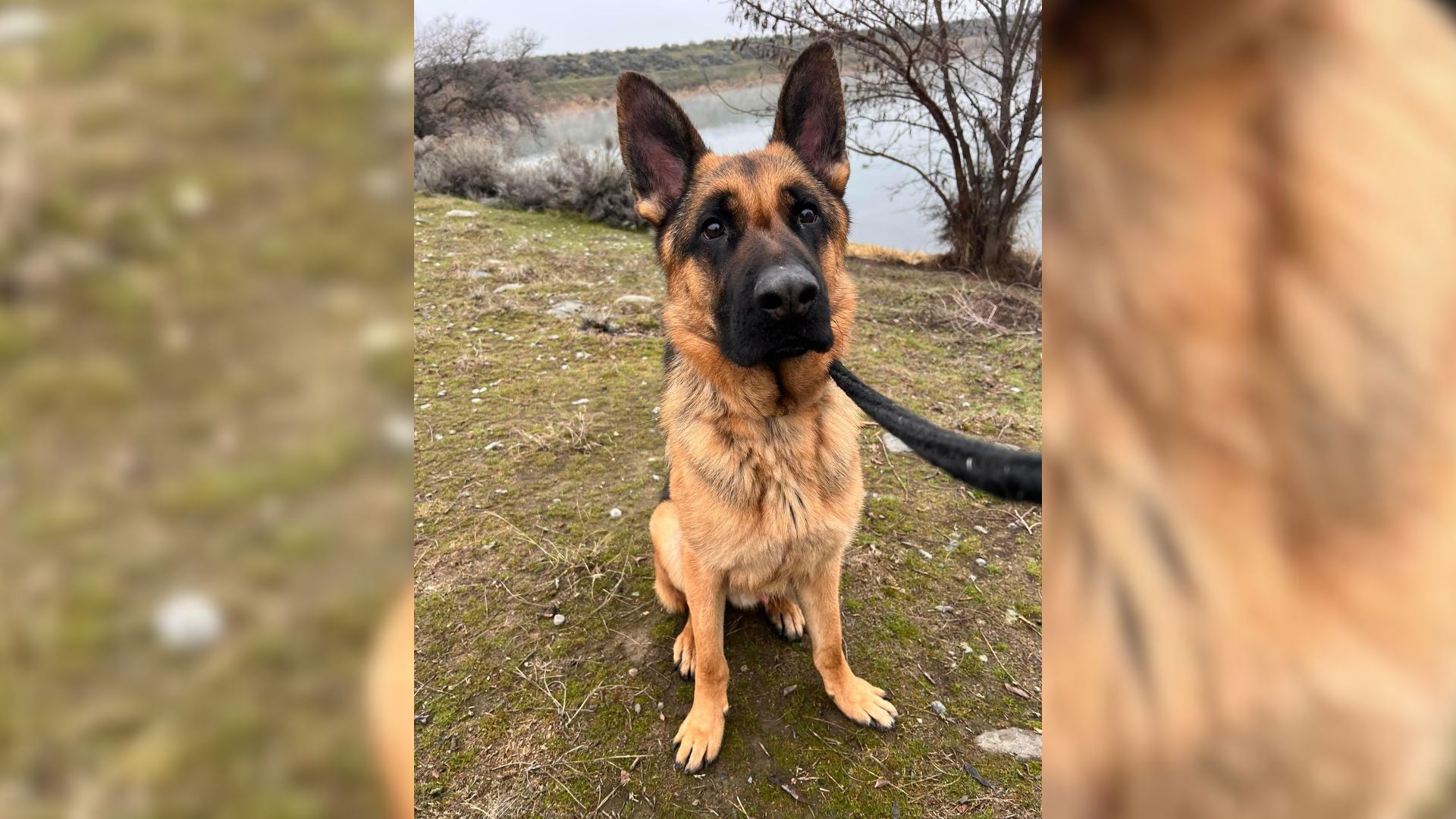 A Sad German Shepherd Who Was Quickly Fading In Shelter Meets His Forever Dad With A Smile On His Face