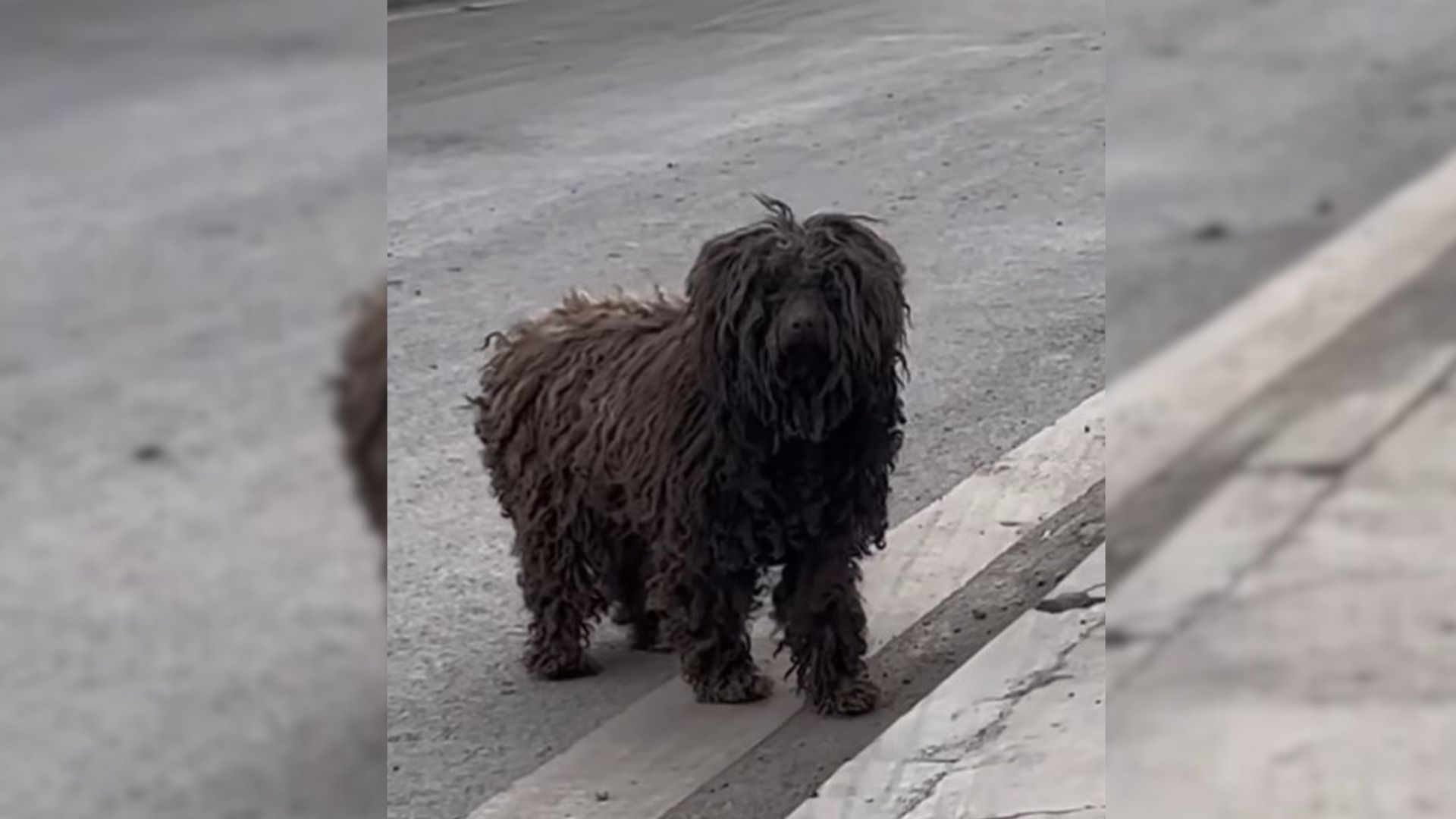 Heartbroken Puppy Dragged Her Paws From Door To Door, Begging Hoomans To Take Her In