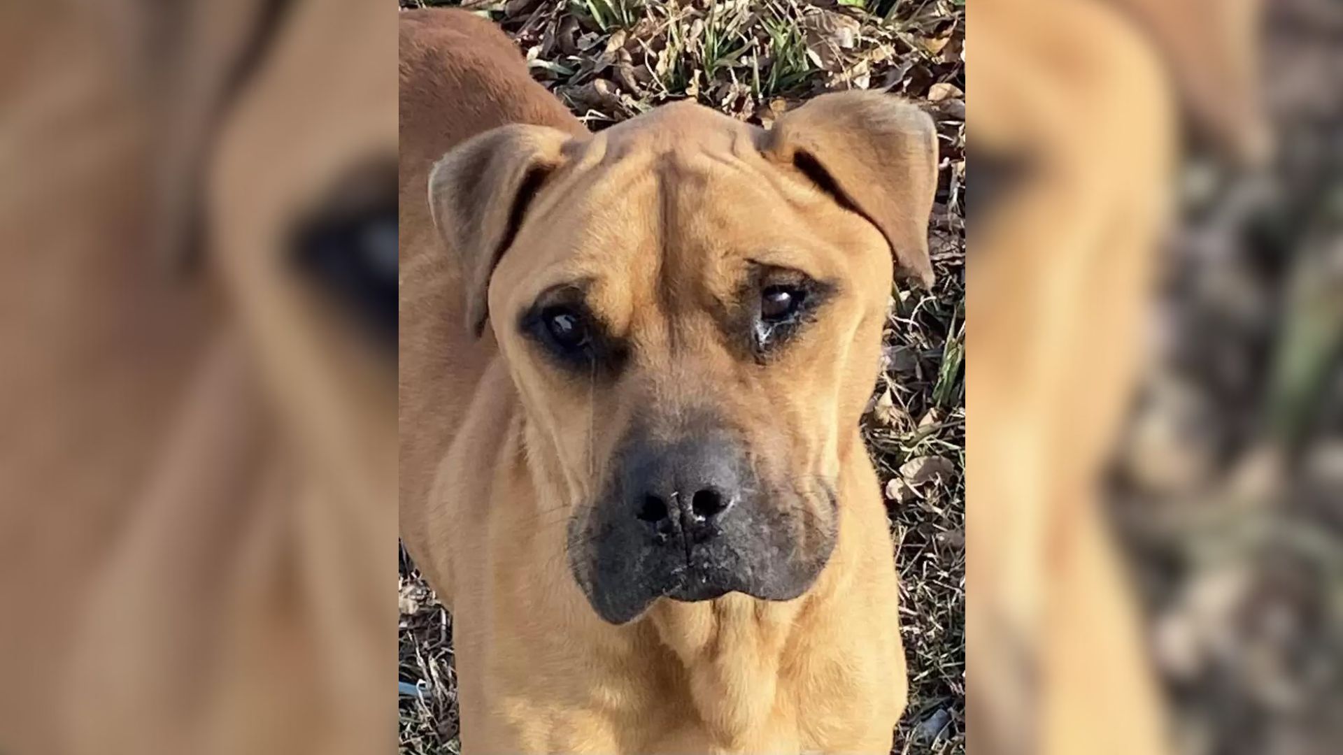 Sweet Dog Teared Up When He Met His Amazing Rescuer After Being Abandoned By His Owners