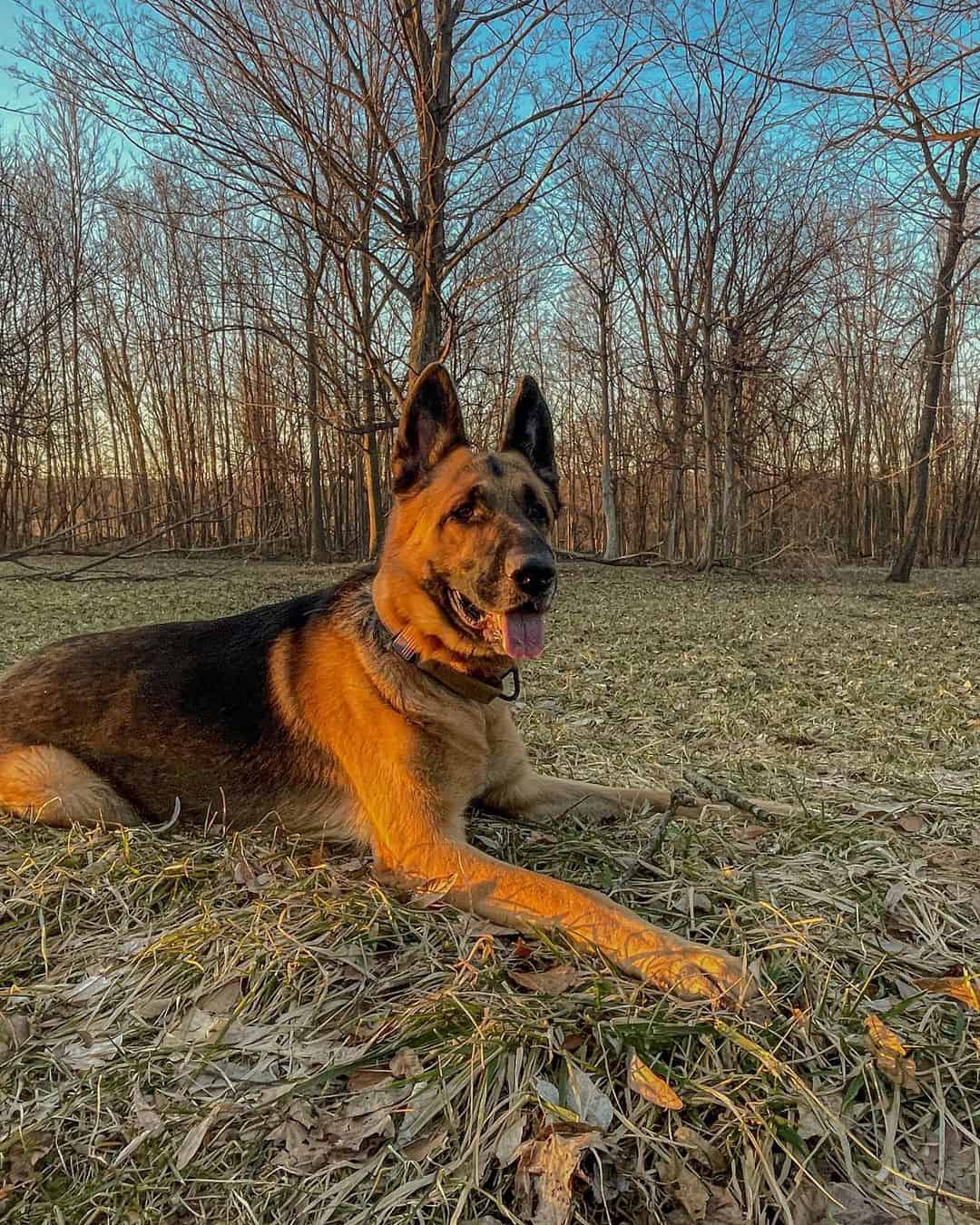 A Saddleback German Shepherd lies on the grass with his tongue out