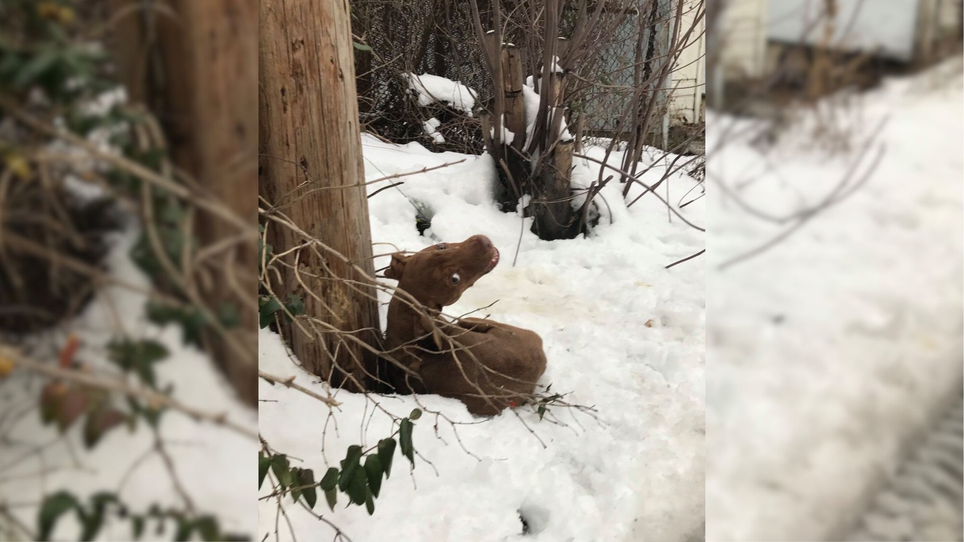 Scared Injured Pup Dumped In The Snow Feels Loved For The First Time Ever