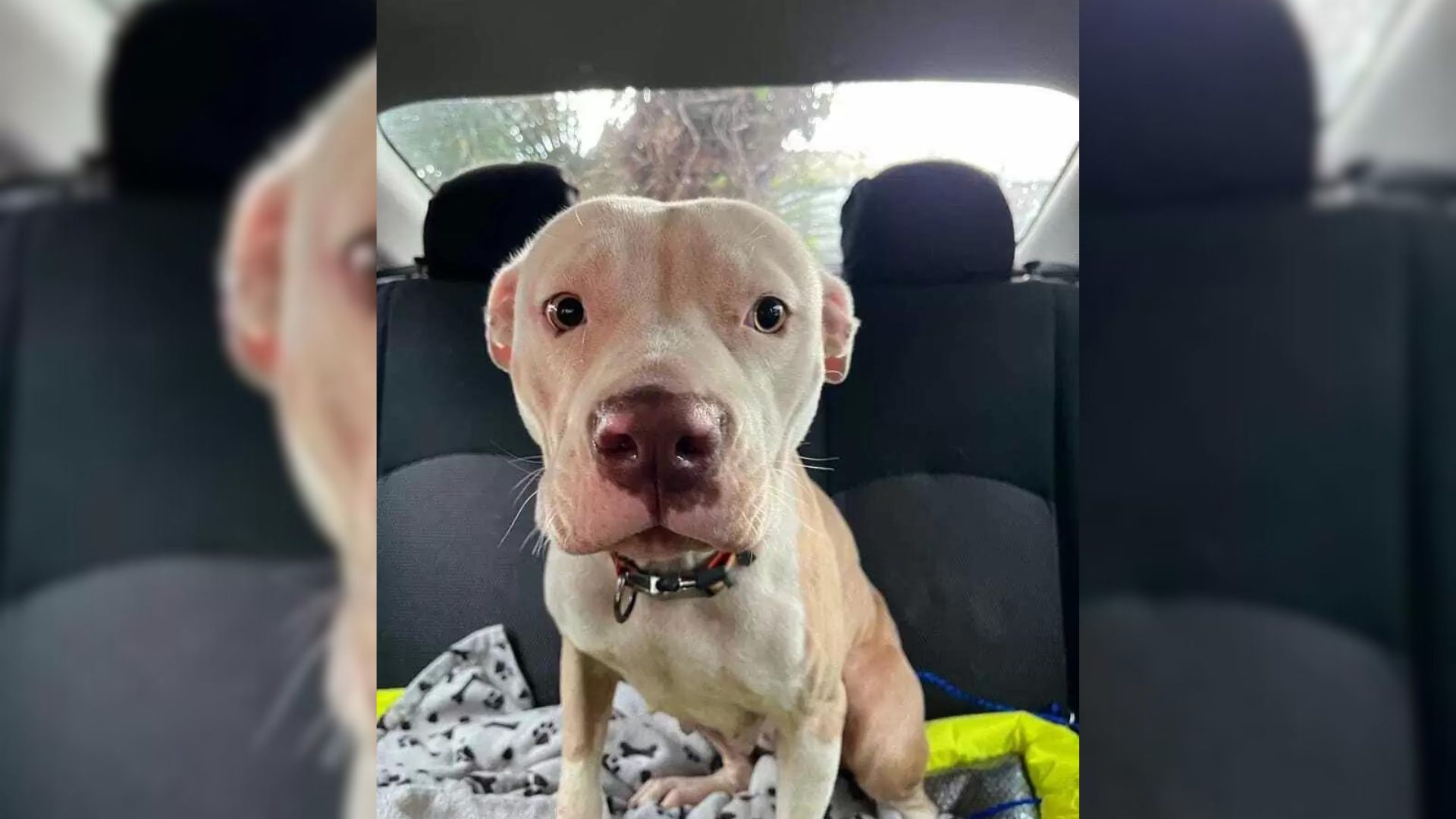 A Scared Lost Pup Stops Traffic And Begs To Be Saved