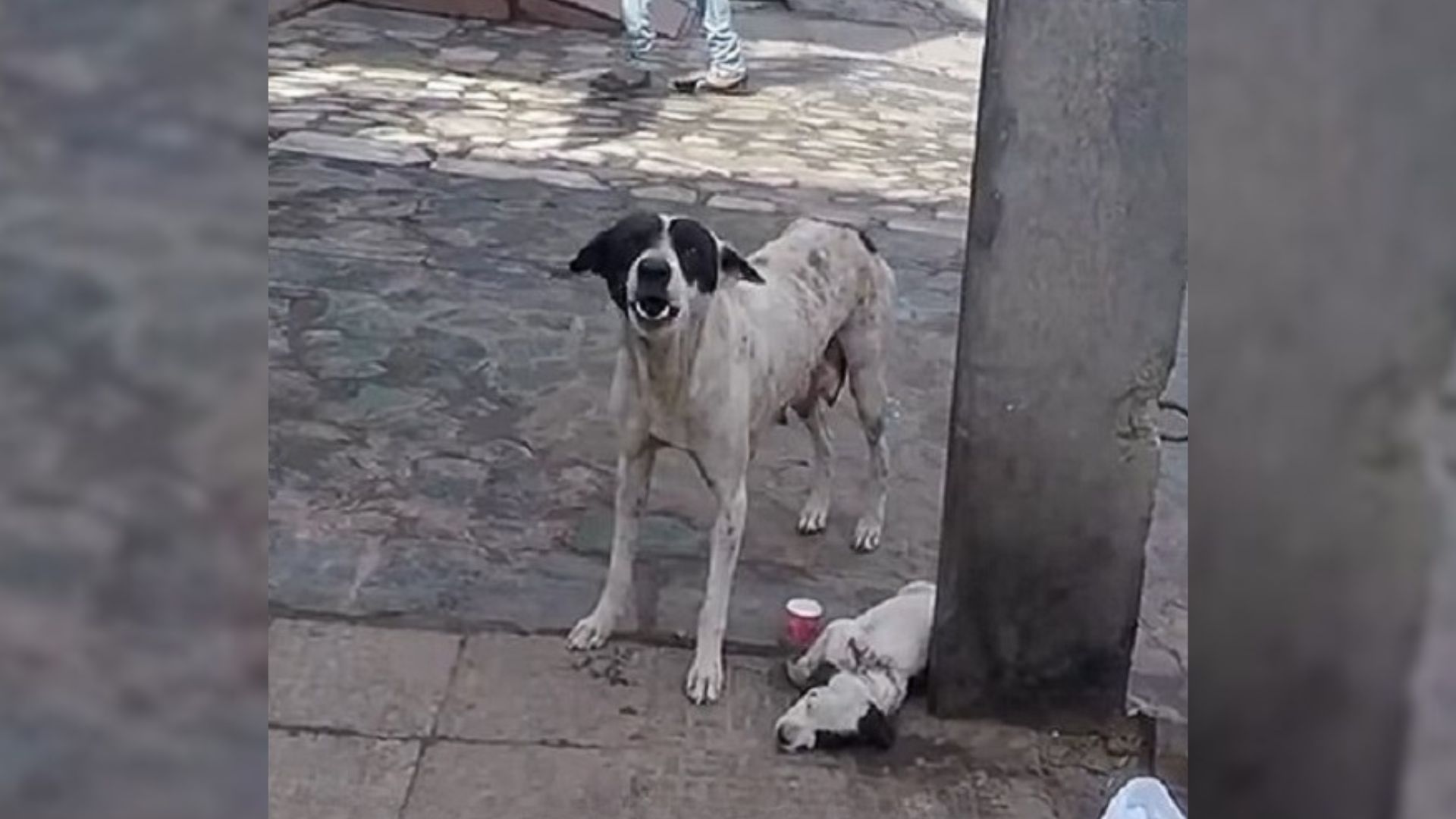 Desperate Mom Dog Cries Loudly And Begs For Help Until Someone Notices Her Injured Baby