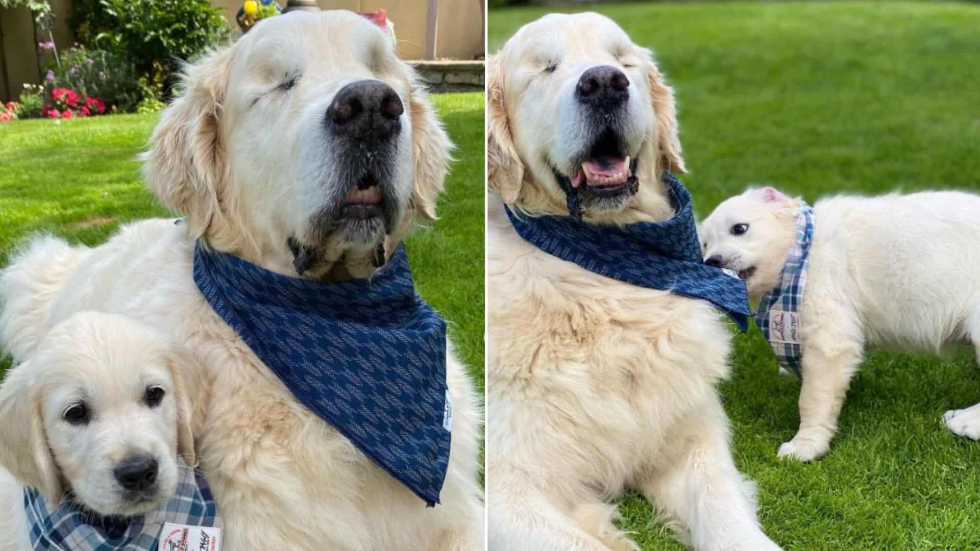 A Senior Dog Gets A Little Brother To Help Him See 