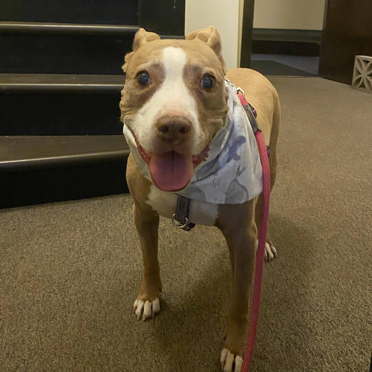 a senior pittie