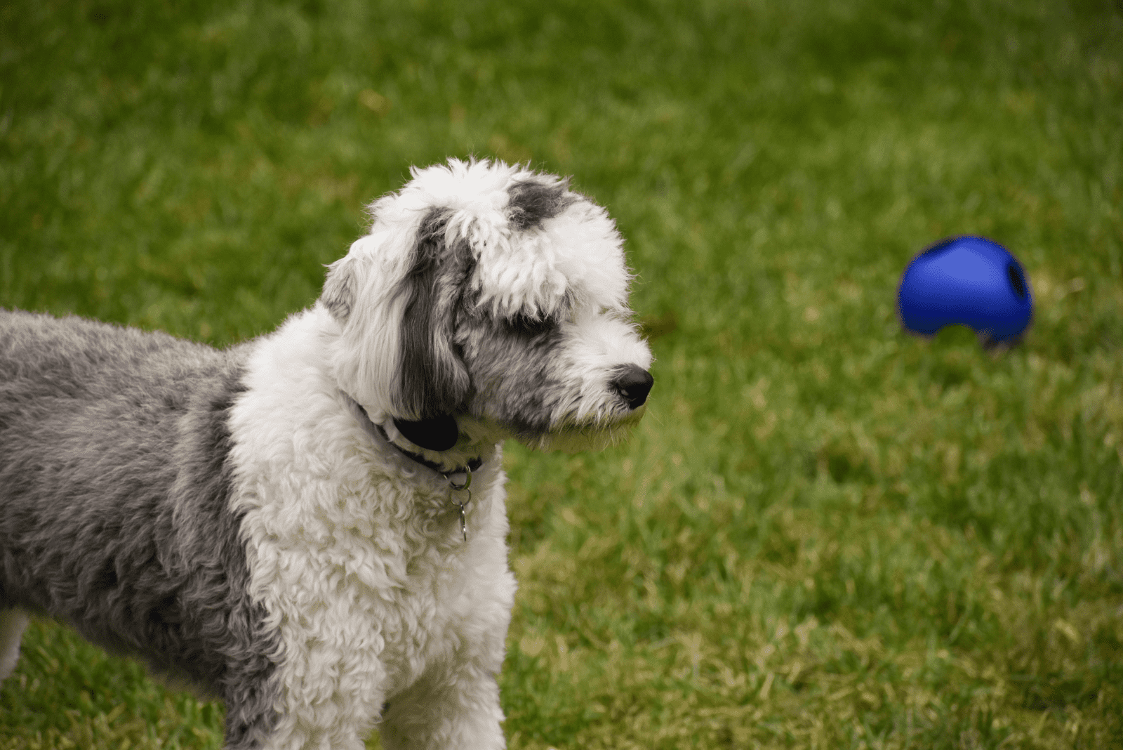 A sheepadoodle is standing in the garden