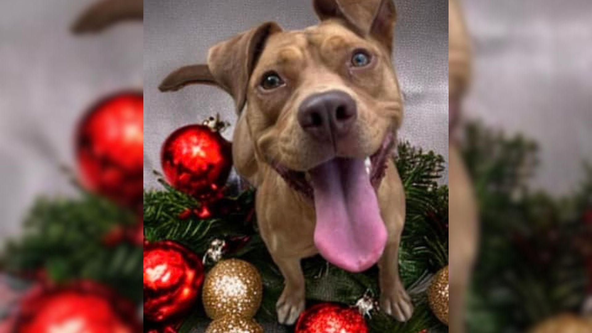 A Shelter Dog’s Emotional Christmas Plea For A Loving Home Will Make Your Heart Cry