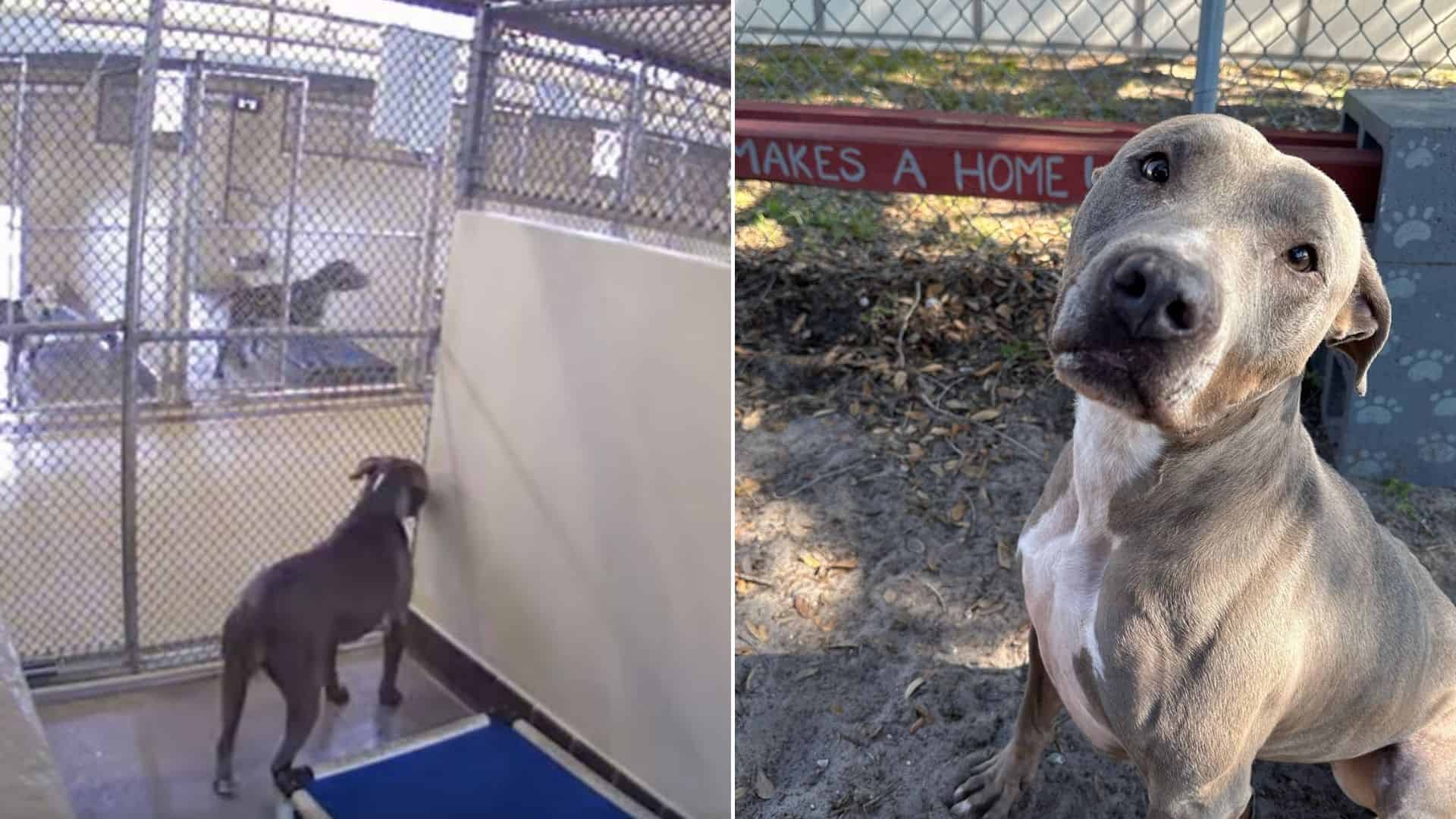 A Written-Off Shelter Dog Wins The Hearts Of Millions