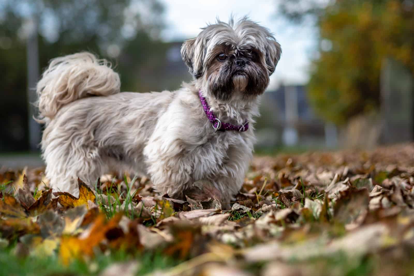 A Shih Tzu dog stands on autumn leaves in a park and watches something carefully