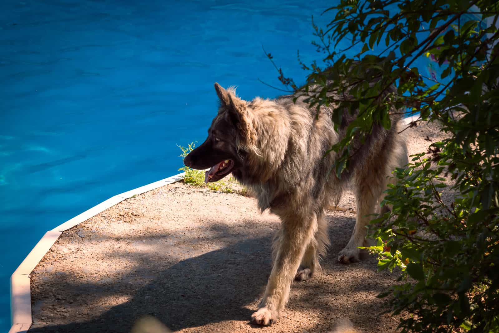 A Shiloh Shepherd patrols a swimming pool