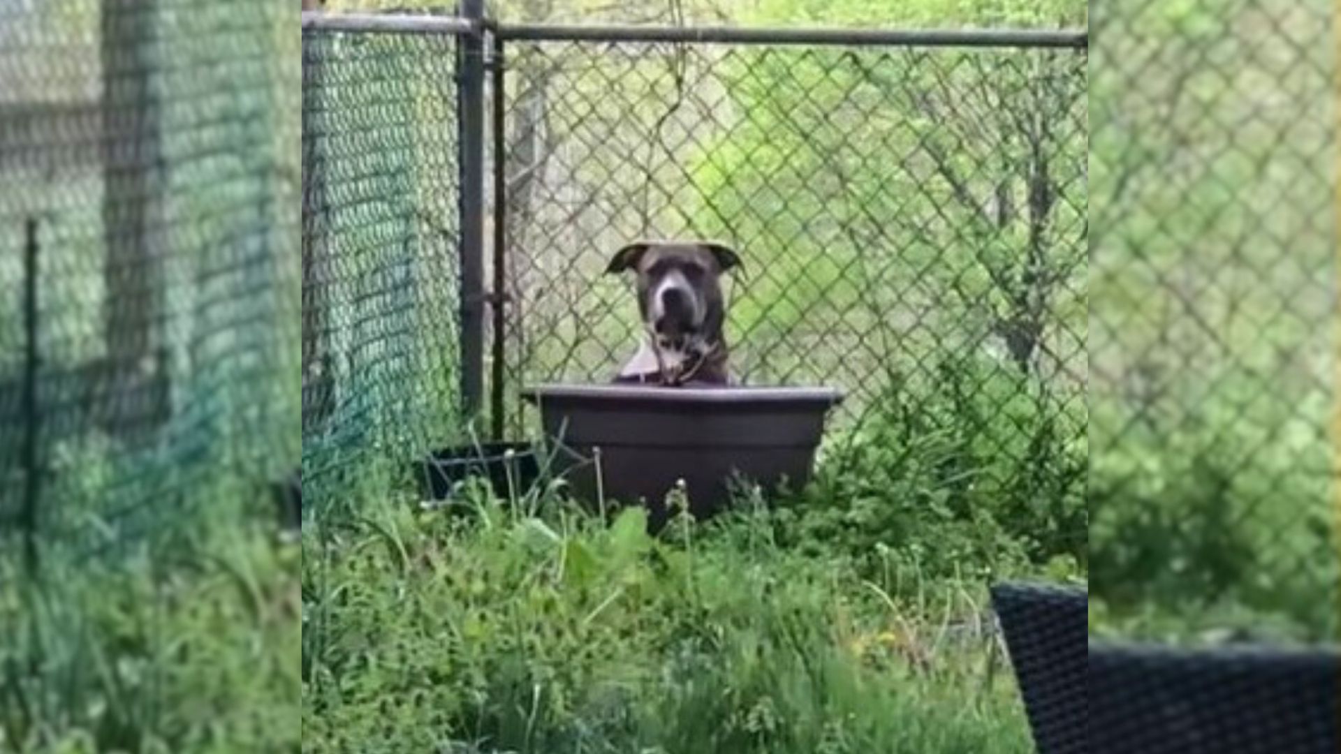 Dog Didn’t Want To Leave Her Spot In The Yard But That Changed When She Met Someone Special