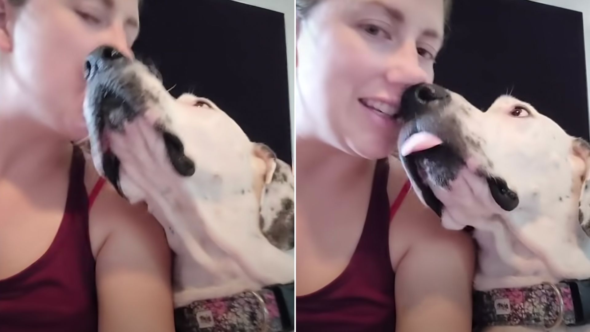 A Shy Great Dane Learns How To Love Again After Being Abandoned By Her Owners